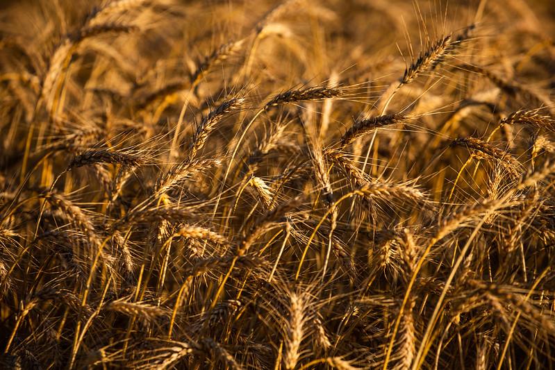 Mudanças decorrentes da pandemia e os impactos no futuro da indústria do trigo