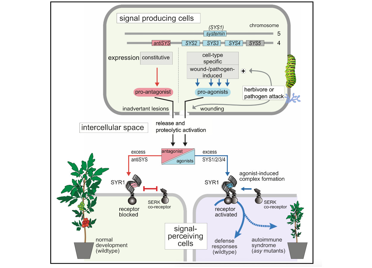 doi.org/10.1016/j.cell.2025.07.044