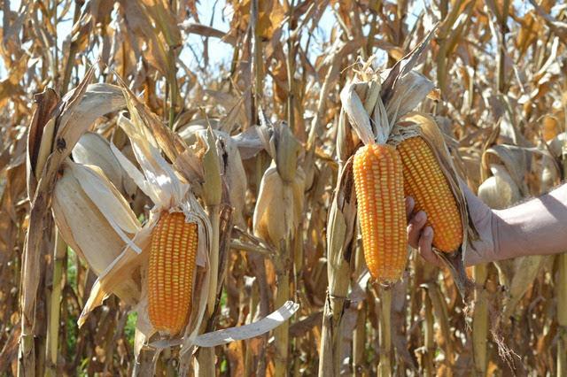 2ª safra de milho em MS fecha com queda de 33% na produção