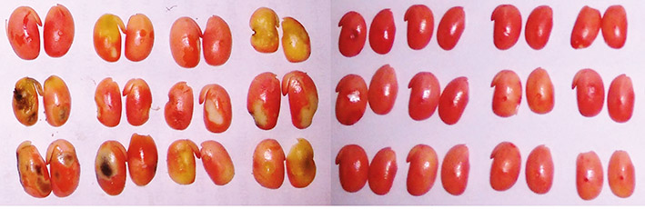 Grãos de soja indicando injúrias de percevejos pelo teste do tetrazolio em parcela sem aplicação de inseticida (esquerda) e com aplicação de inseticida (direita)