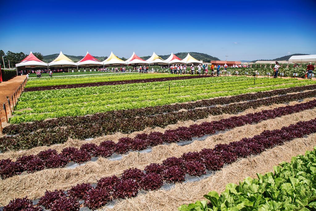 Chegam ao mercado 26 novas hortaliças com genética para cultivo em clima tropical