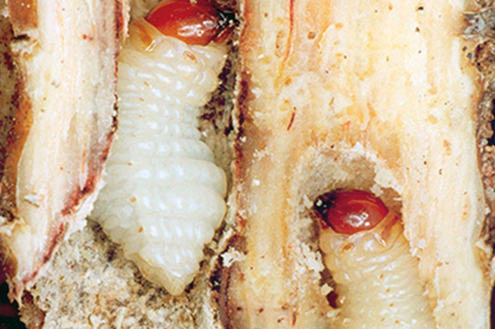 Larva do bicudo-da-cana-de-açúcar dentro dos colmos da cana