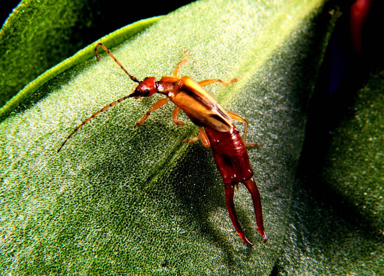 Foto: Paulo Lanzetta