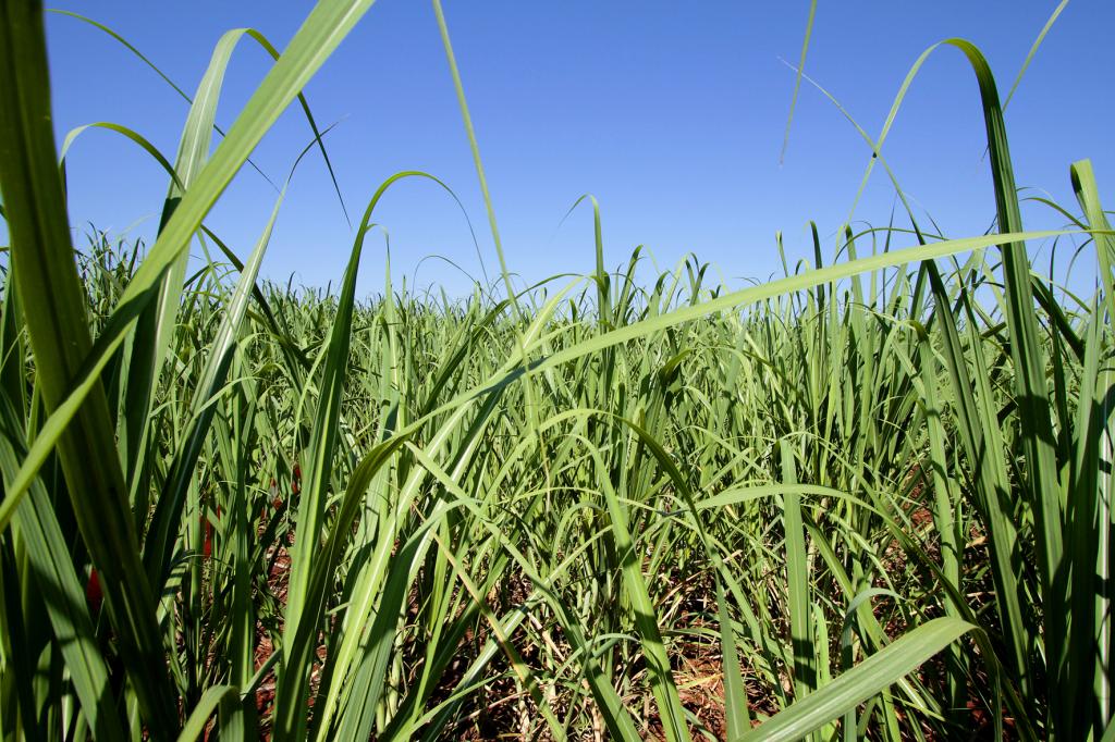 FMC leva programa de manejo para cana-de-açúcar no Agronegócios Copercana