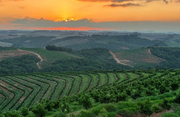 Produtores de Minas Gerais apostam na citricultura de montanha e formam novo polo de produção