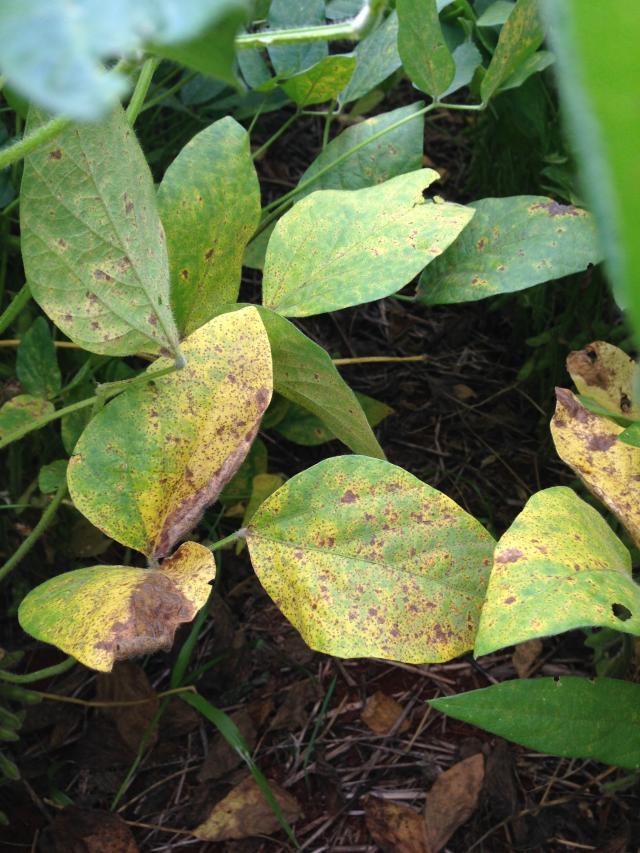 Consórcio Antiferrugem identifica ferrugem em soja “guaxa” em três estados