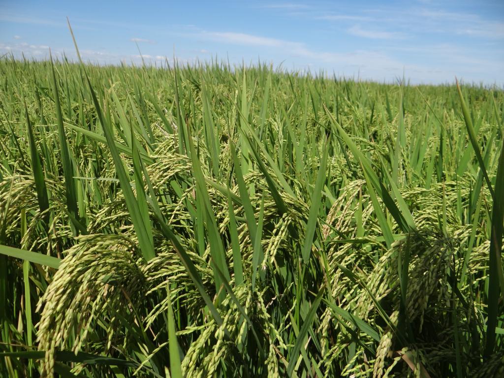 Sistemas de Produção em Terras Baixas mostram nova genética de arroz irrigado, a BRS A701 CL