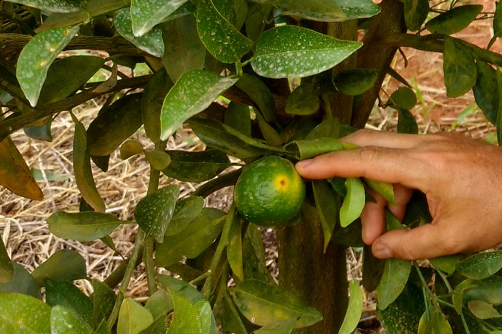 ​De olho na Mancha Marrom de Alternária na tangerina