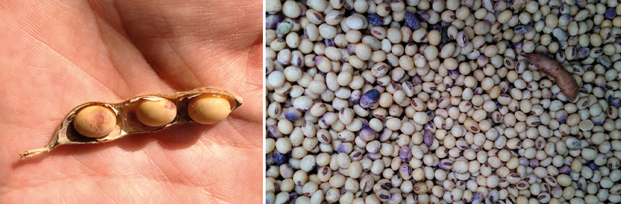 Figura 3 - Mancha-púrpura (Cercospora kikuchii) nos grãos da soja