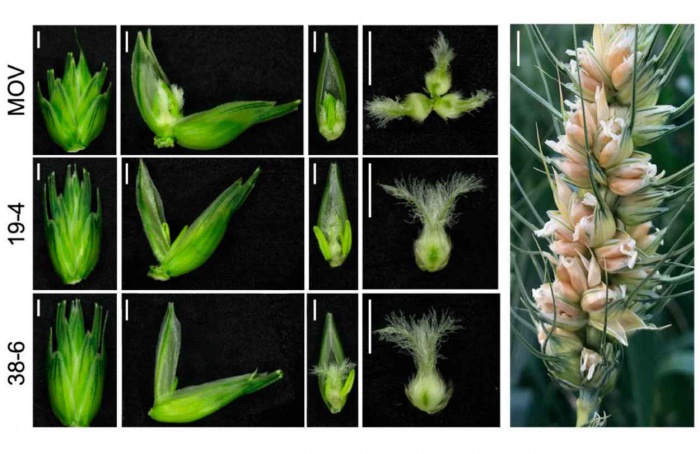 Cientistas ativam gene em trigo e elevam produção com mais ovários por flor