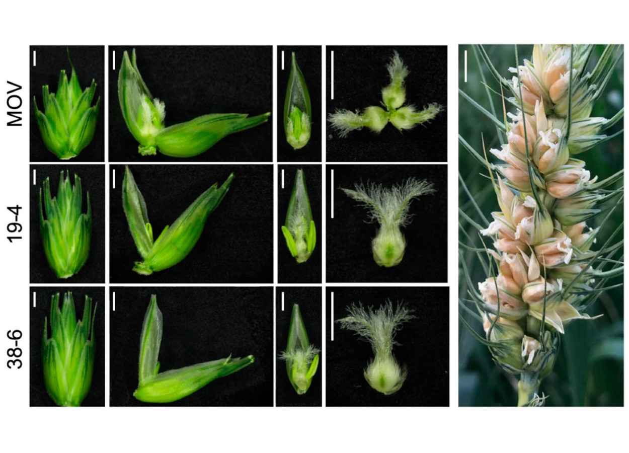 Cientistas ativam gene em trigo e elevam produção com mais ovários por flor