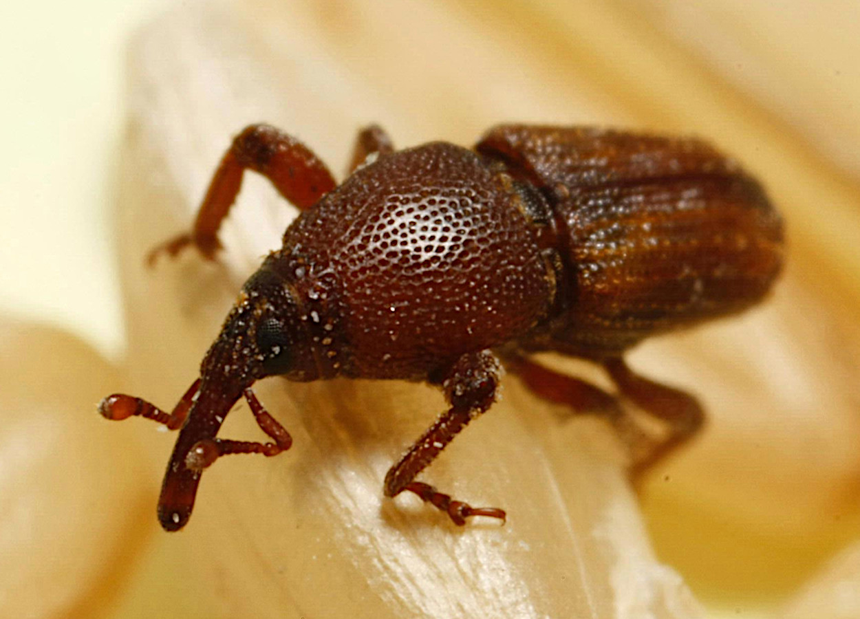 <i>Sitophilus oryzae</i> - Foto: Joseph Berger