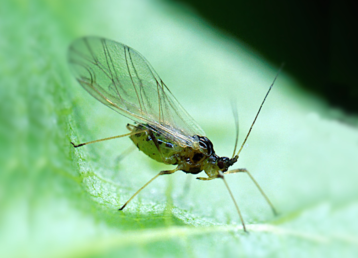 <i>Myzus persicae</i> - Foto: S. Bauer
