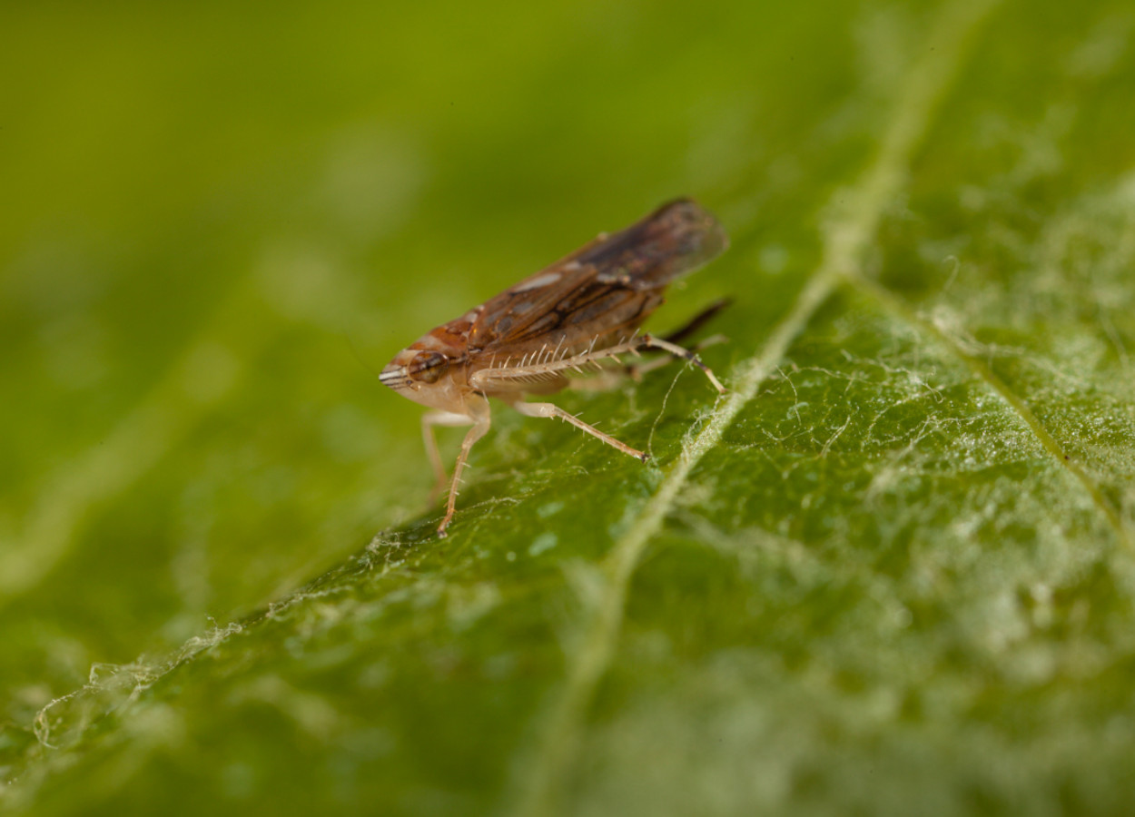 A cigarrinha-da-videira americana <i>Scaphoideus titanus</i> é o principal vetor da flavescência dourada - Foto: Agroscope