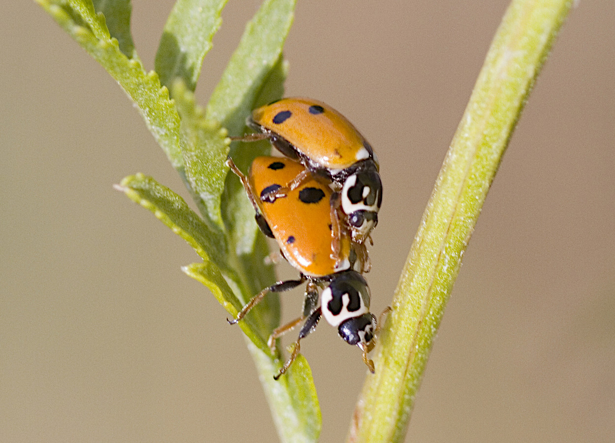 <i>Hippodamia variegata</i> - Foto: Mary C Legg, Bugwood