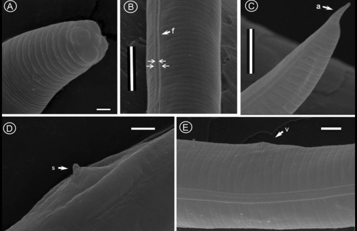 Gênero de nematoide descoberto no Brasil homenageia mestres da nematologia