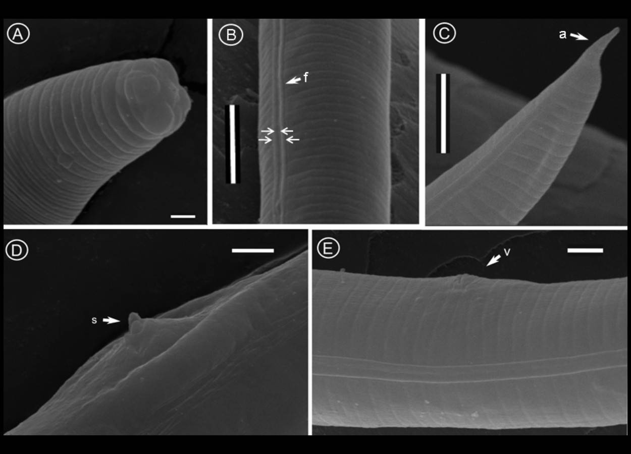 Monteironema caresi, encontrado em folhas de corda-de-viola, representa um marco na taxonomia de nematoides parasitos de plantas