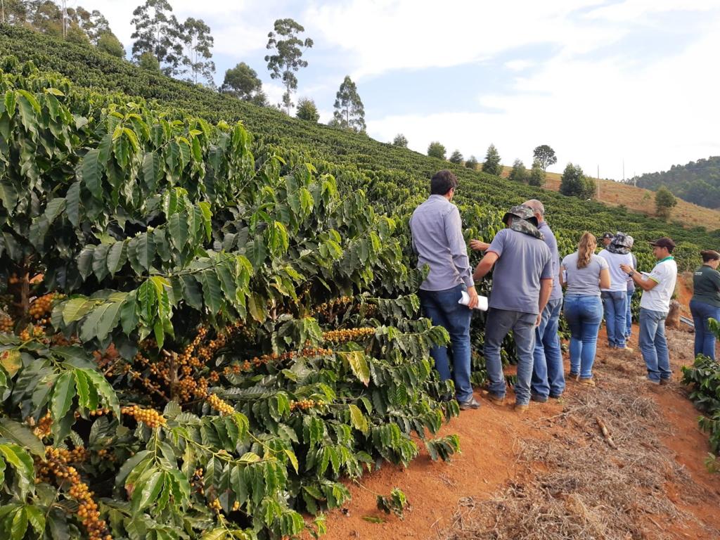 EPAMIG apresenta resultados da cultivar de café MGS Paraíso 2 na Zona da Mata mineira