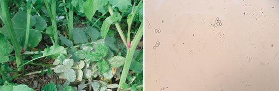 Figura 9 - Plantas de soja voluntária com sintomas de manchas foliares e oídio e esporos de Phakopsora pachyrhizi detectados nessas plantas em agosto/2020