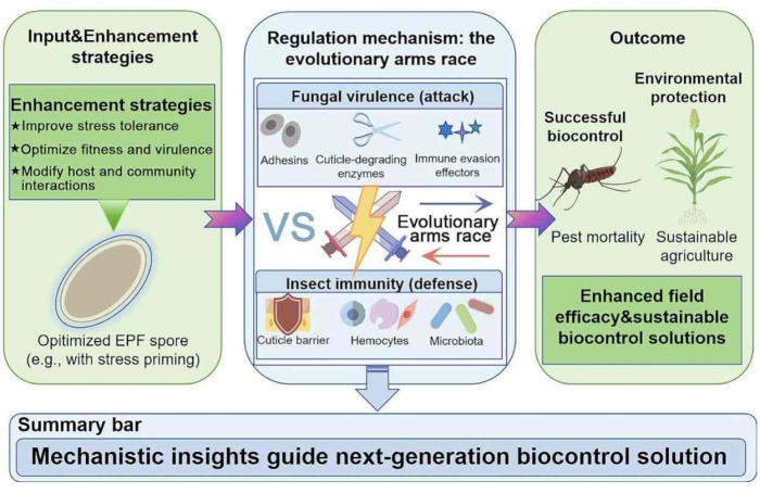 Estudo mostra como ampliar eficácia de fungos entomopatogênicos