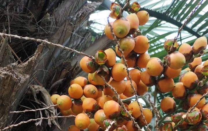 Centro de Gestão Ambiental da SulGesso será capaz de produzir mudas de Butia catarinensis para ajudar na preservação da espécie no estado