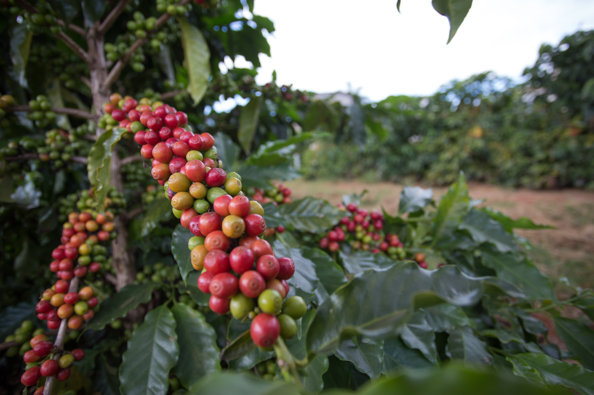 Clima preocupa produtores de café arábica