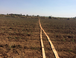 Fotos de um sistema de irrigação por gotejamento móvel para MPB