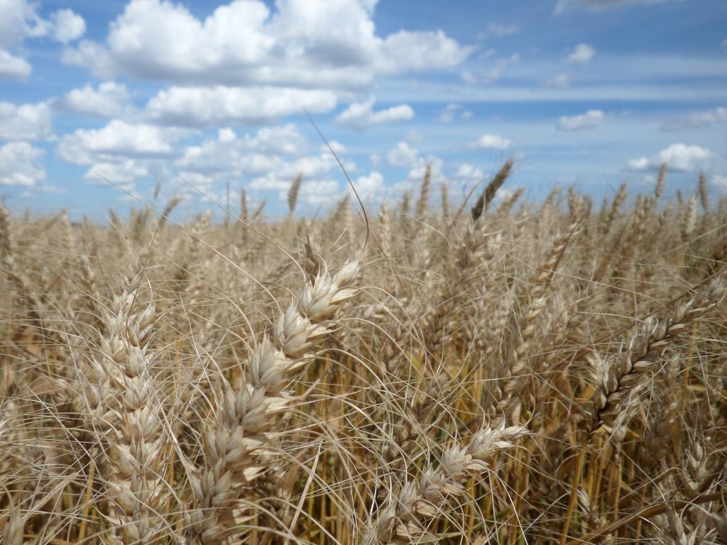 Mapa e Embrapa promovem reuniões sobre zoneamento agrícola do trigo