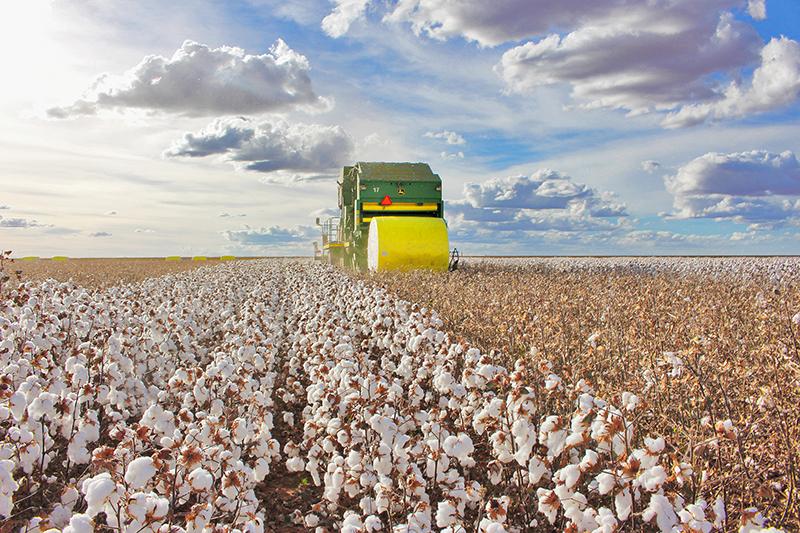 Abapa inicia auditoria em propriedades de algodão para certificação sustentável