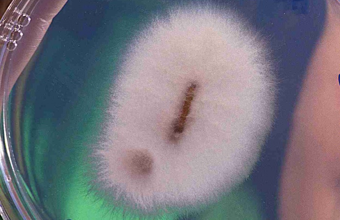 Fusarium oxysporum persiste e se espalha por várias rotas em alface