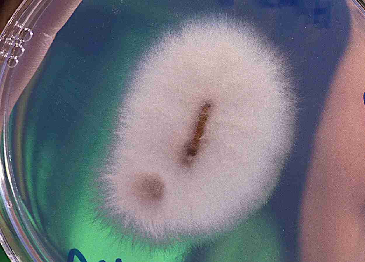 Fusarium oxysporum persiste e se espalha por várias rotas em alface