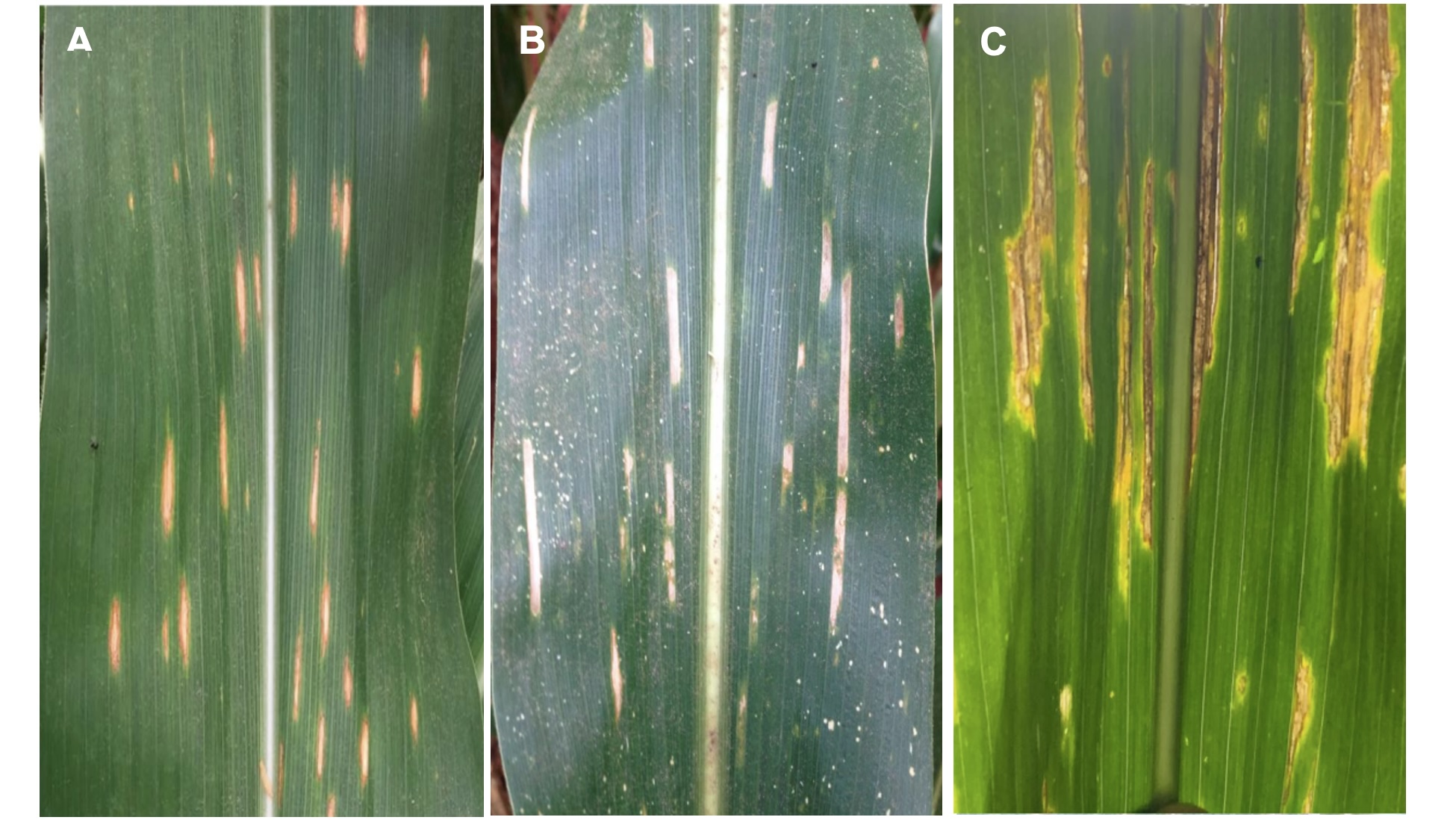 Diferença de sintomas de mancha de bipolaris <b>(A)</b>, mancha de cercospora <b>(B)</b> e estria bacteriana <b>(C)</b>&nbsp;- Fotos: Willian Zancan