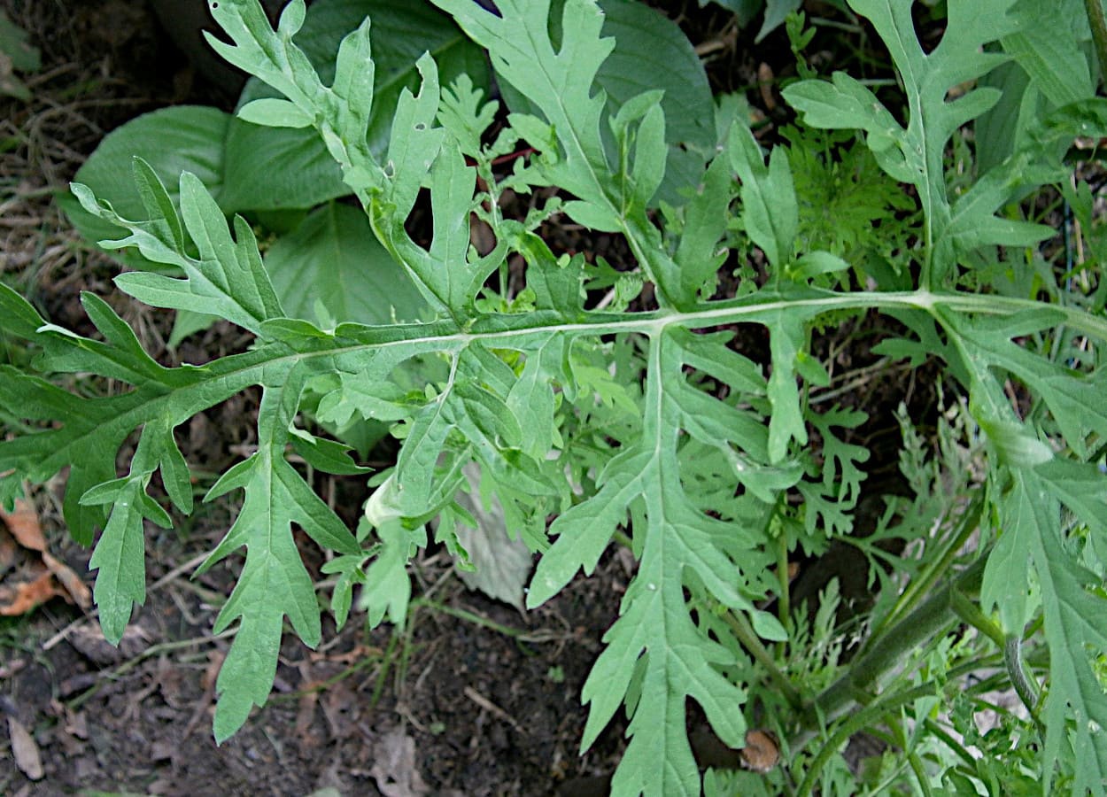 bruyères plantes Bruyère d'hiver Furzey main image 1