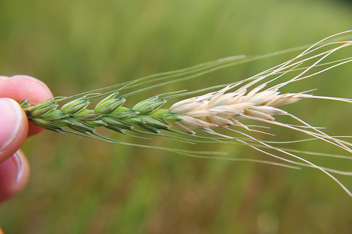 A giberela é uma das principais doenças fúngicas em trigo na região Sul do País.