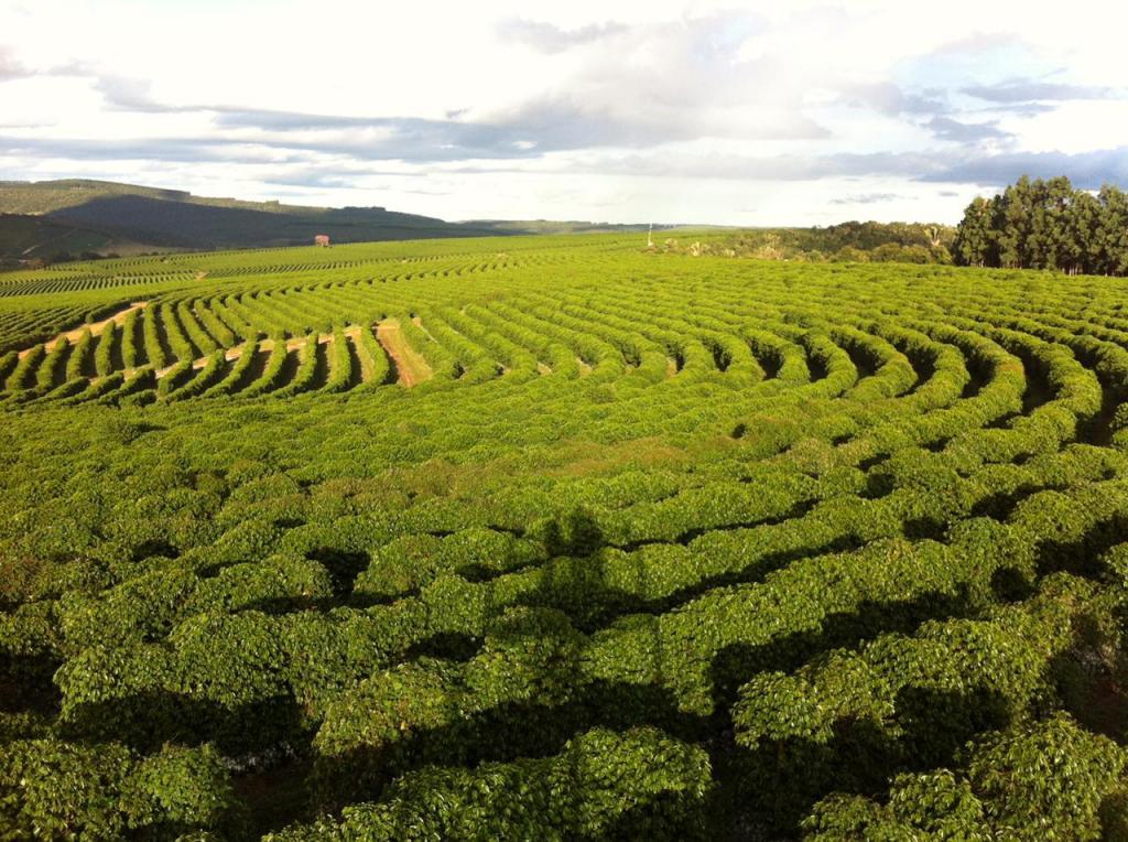 Café Geisha da Fazenda Primavera recebe 93,89 pontos e saca alcança lance histórico em leilão do Cup of Excellence 2018