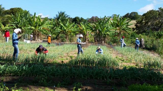 Vernalização possibilita cultivo de alho nobre no RN