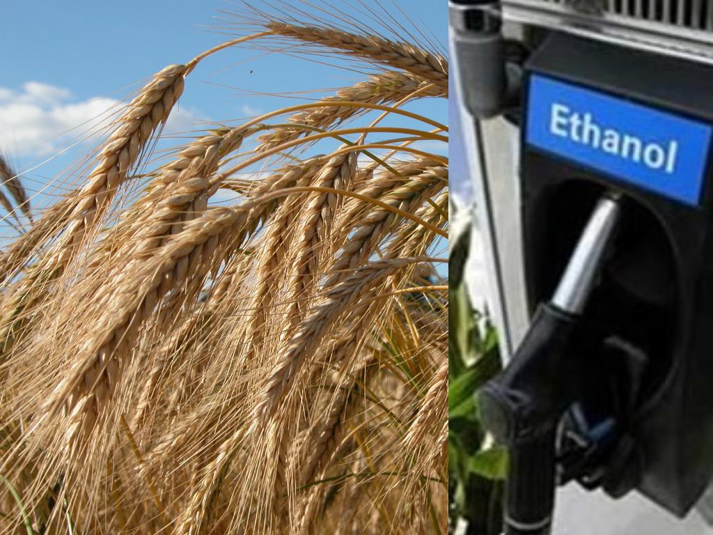 Produção de etanol abre novas oportunidades para os cultivos de inverno