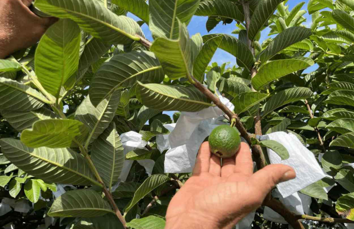 Capal cooperative members invest in guava production