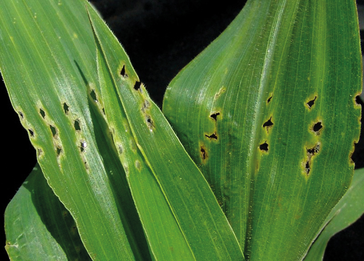 Danos provocados pelo percevejo barriga-verde em folhas de milho