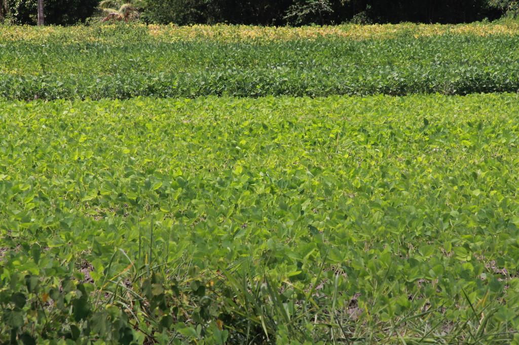 Parceria fortalece o cultivo da soja no Nordeste Paraense