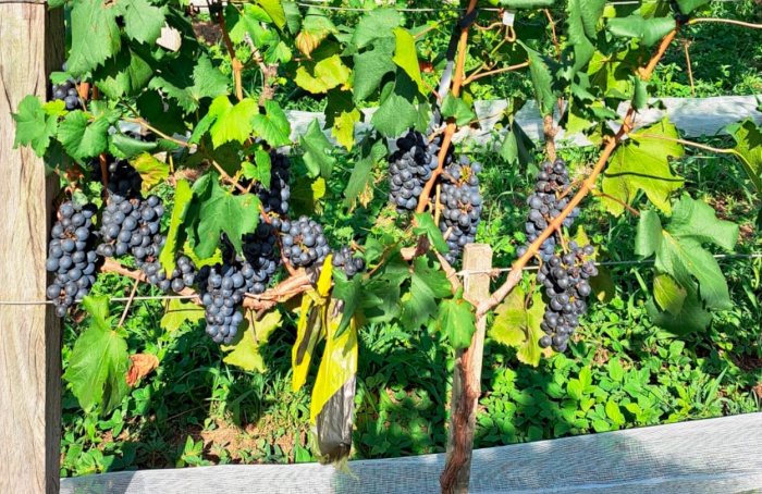 Epamig avalia adaptação de uvas piwis no Sul de Minas