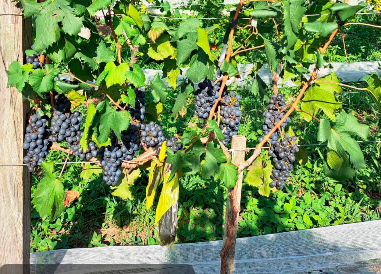 Epamig avalia adaptação de uvas piwis no Sul de Minas