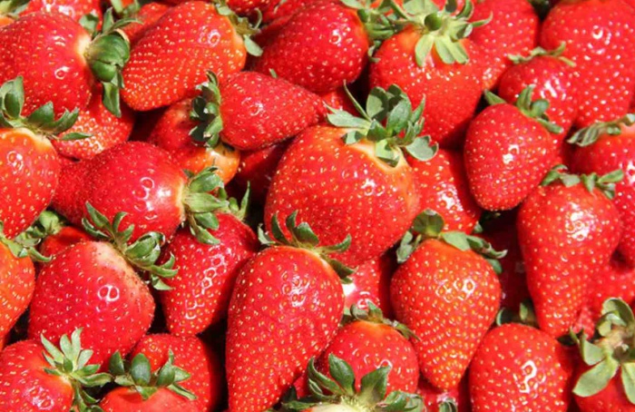 Cultivar Fênix fortalece produção brasileira de morango