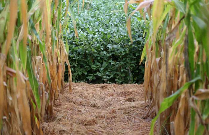 Preços da soja preocupam cooperativas agropecuárias gaúchas