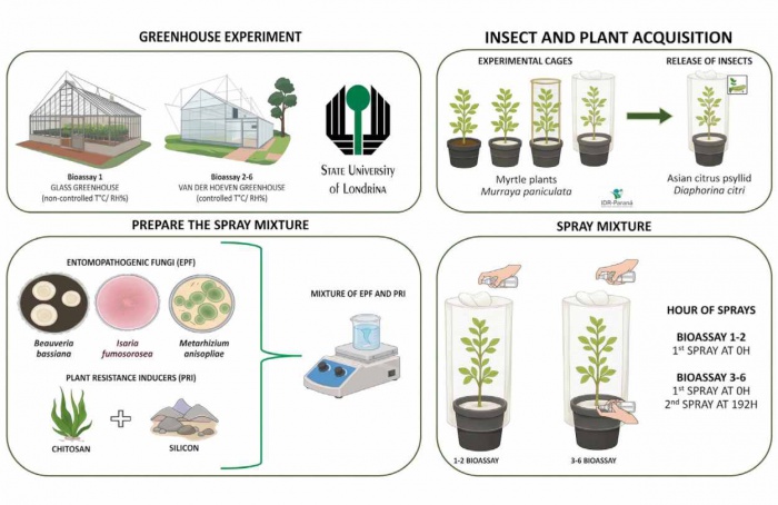 Biostimulantes ampliam ação de fungos contra Diaphorina citri