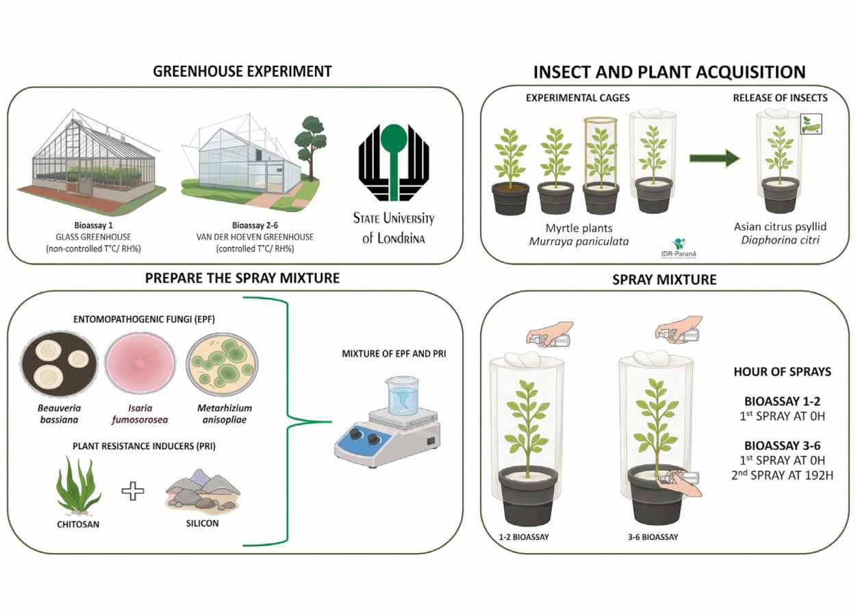 Biostimulantes ampliam ação de fungos contra Diaphorina citri