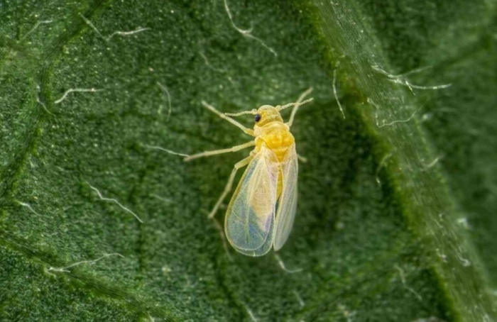 Autofagia limita CLCuMuV em mosca-branca
