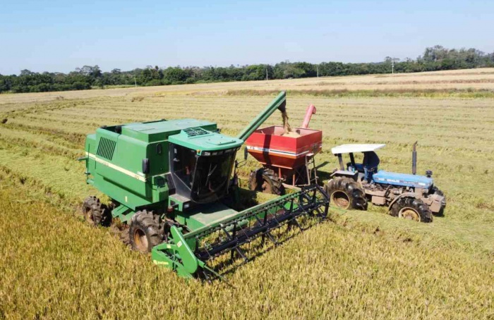 Colheita do arroz atinge 85,7% da área semeada no RS