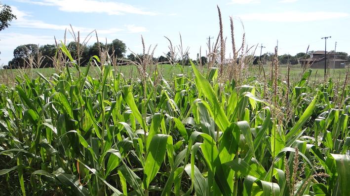 Clima beneficia milho e expectativa de produtividade pode ser superada no RS