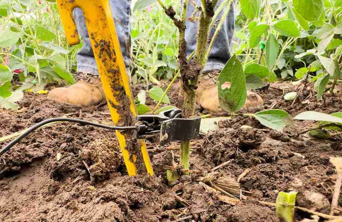 Cette technologie permet de capter les sons des insectes cachés dans les plantes.